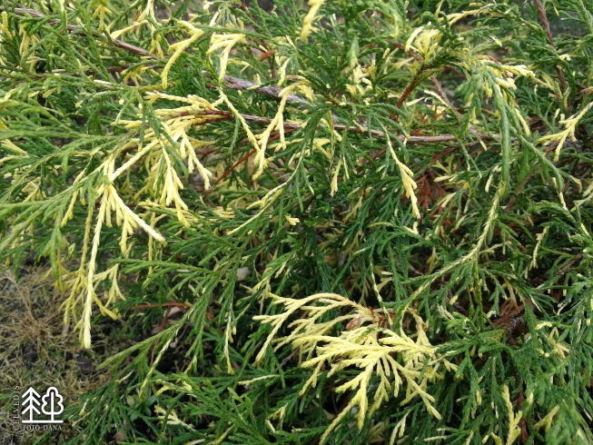 Chamaecyparis pisifera   'Filifera Aureovariegata'